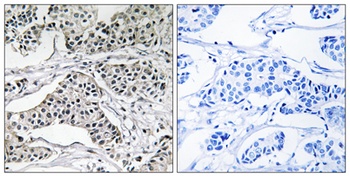 PC-PLD3 antibody