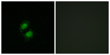 ZKSCAN5 antibody