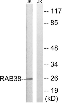 Rab 38 antibody