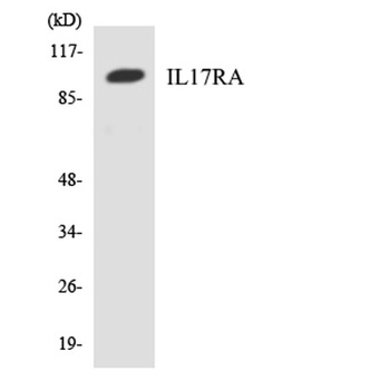 IL17R alpha antibody