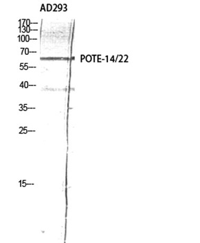 POTE-14/22 antibody