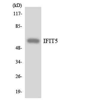 IFIT-5 rabbit pAb