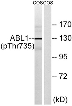 Abl1 (phospho-Thr735) antibody
