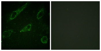 c-Abl (phospho-Tyr245) antibody