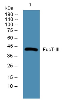 FucT-III rabbit pAb