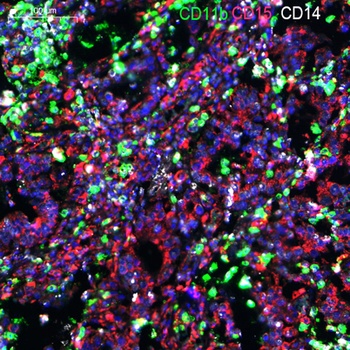 CD15 antibody