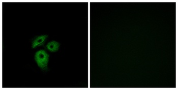 Duffy rabbit pAb Antibody