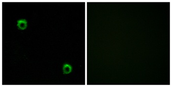 Frizzled-2 rabbit pAb Antibody