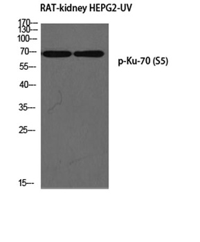 Ku-70 (phospho Ser5) rabbit pAb