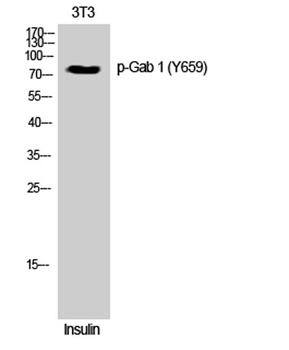 Gab 1 (phospho-Tyr659) antibody
