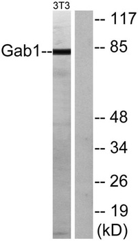Gab 1 antibody