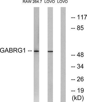 GABAA R gamma 1 antibody