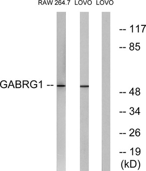 GABAA Rγ1 rabbit pAb