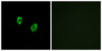 Olfactory receptor 51F1 antibody