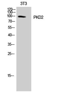 PKD2 antibody