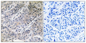 Brp44 antibody