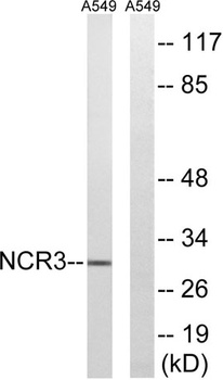 NKp30 antibody