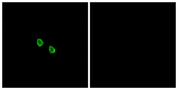MRGX1 rabbit pAb