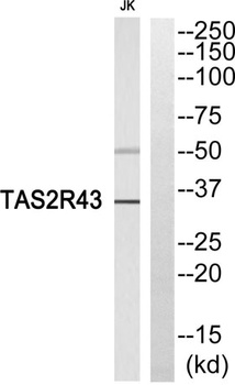 T2R43 antibody
