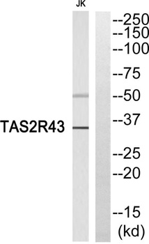 T2R43 rabbit pAb