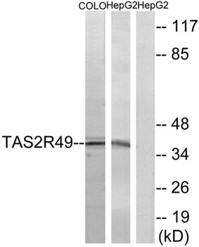 T2R49 rabbit pAb