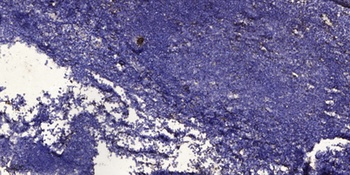 FDC-SP rabbit pAb