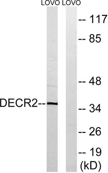 DECR2 rabbit pAb