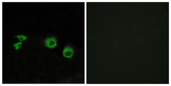 MIP-T3 antibody