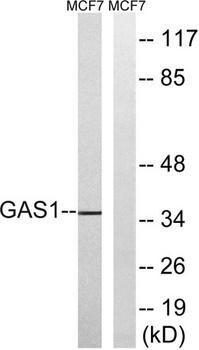 Gas1 rabbit pAb