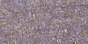 Gas8 antibody