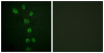 GATA-4 (phospho Ser105) rabbit pAb Antibody