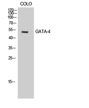 GATA-4 rabbit pAb