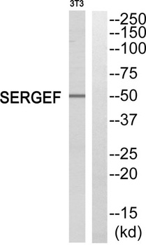 SERGEF antibody