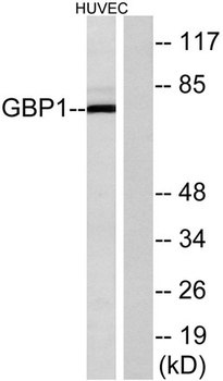 GBP1 rabbit pAb Antibody