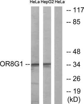 Olfactory receptor 8G1 antibody