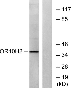 Olfactory receptor 10H2 antibody