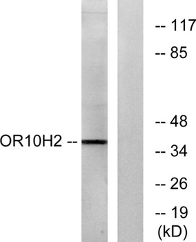 Olfactory receptor 10H2 rabbit pAb