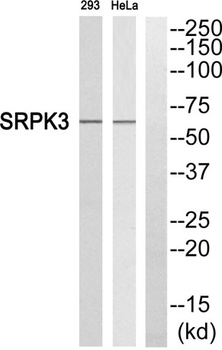 SRPK3 antibody