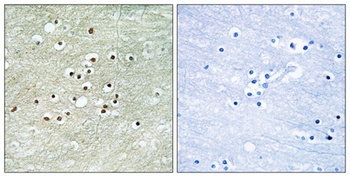NPAS4 rabbit pAb