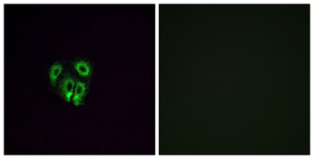 Olfactory receptor 4F4 rabbit pAb