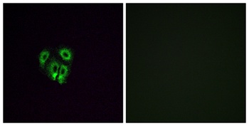 Olfactory receptor 4F4 antibody