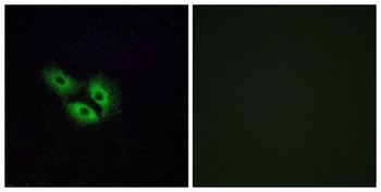 Olfactory receptor 4E2 rabbit pAb Antibody