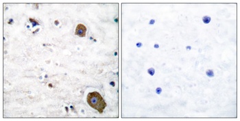 GFRα-1 rabbit pAb