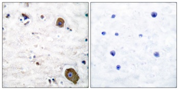 GFRalpha-1 antibody