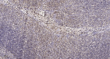 beta-1,4-Gal-T1 antibody