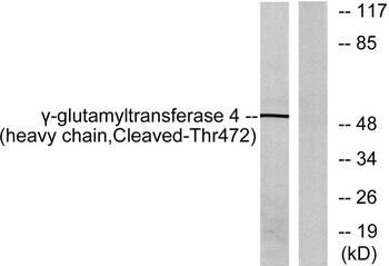 Cleaved-GGT4 HC (T472) rabbit pAb