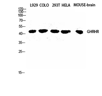 GHRH-R rabbit pAb