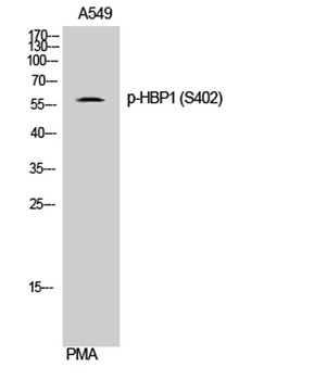 HBP1 (phospho Ser402) rabbit pAb