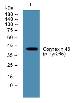 Connexin 43 (phospho Tyr265) rabbit pAb