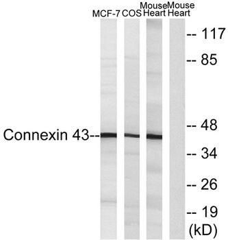 Connexin 43 antibody